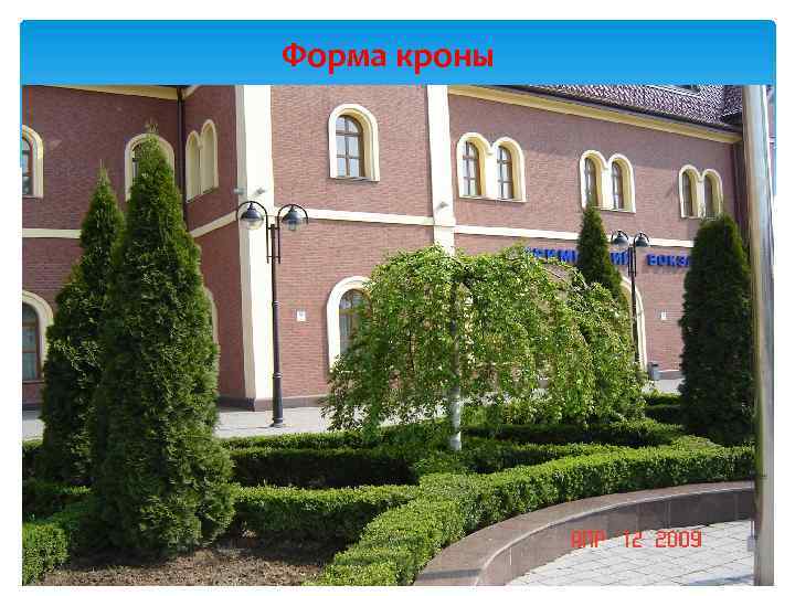 Форма кроны 