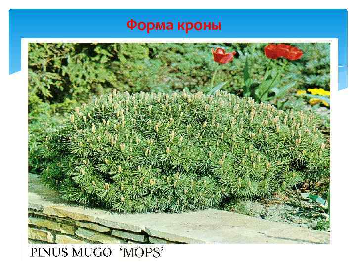 Форма кроны 