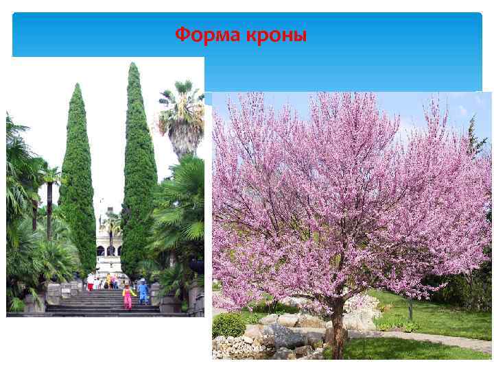 Форма кроны 