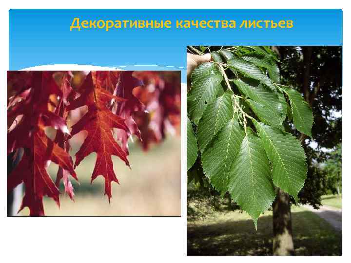 Декоративные качества листьев 