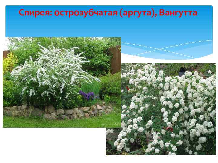 Спирея: острозубчатая (аргута), Вангутта 