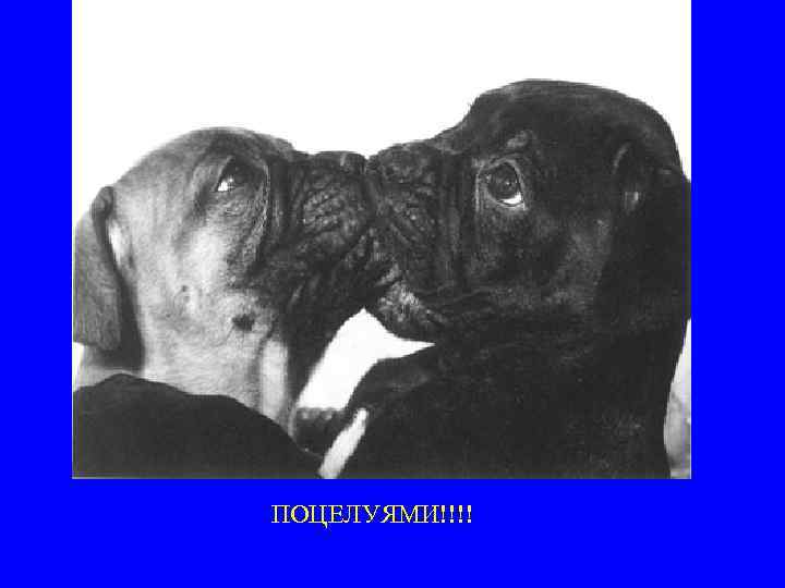 ПОЦЕЛУЯМИ!!!! 