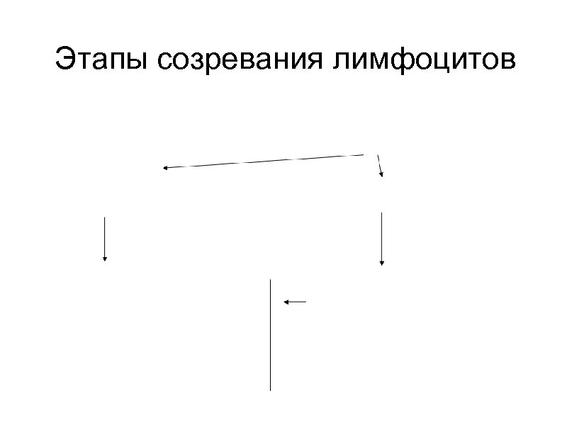 Этапы созревания лимфоцитов 