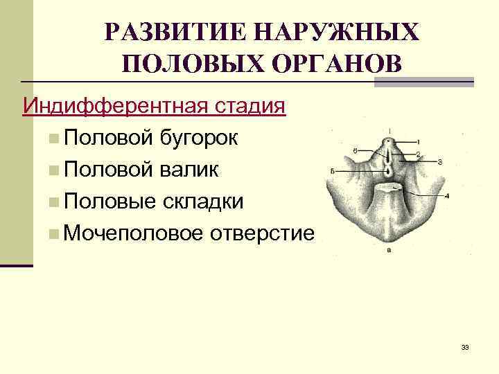 РАЗВИТИЕ НАРУЖНЫХ ПОЛОВЫХ ОРГАНОВ Индифферентная стадия n Половой бугорок n Половой валик n Половые