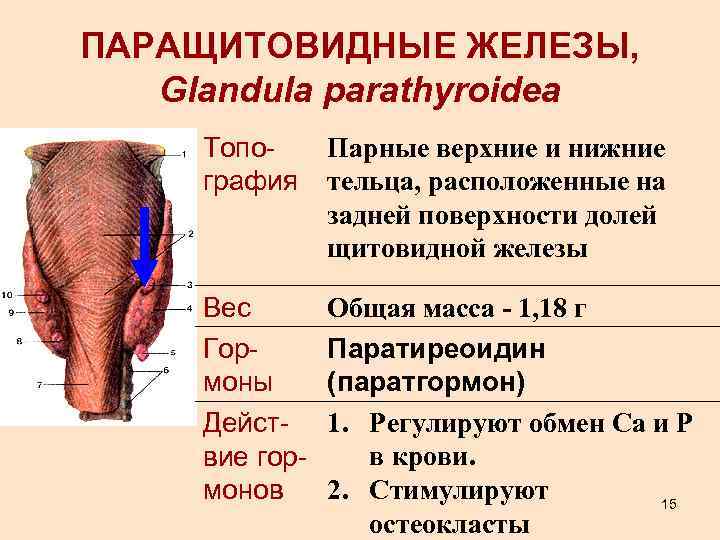 Паращитовидная железа рисунок с подписями