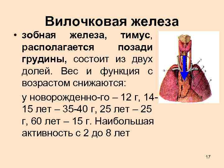 Вилочковой железы. Наибольшая активность вилочковой железы:. Доля вилочковой железы строение. Секрет вилочковой железы тимуса. Тимус вилочковая железа функции.