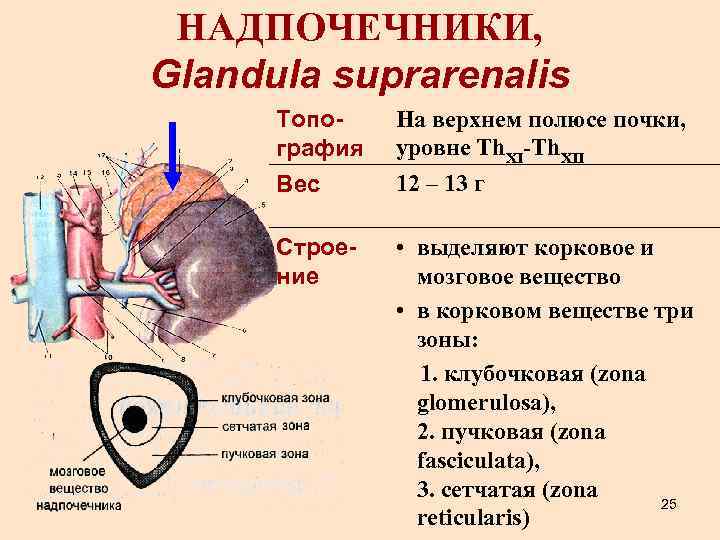 НАДПОЧЕЧНИКИ, Glandula suprarenalis Топография Вес На верхнем полюсе почки, уровне Th. XI-Th. XII 12