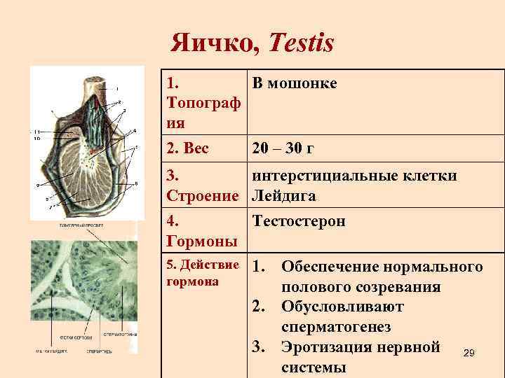 Яичко, Testis 1. В мошонке Топограф ия 2. Вес 20 – 30 г 3.