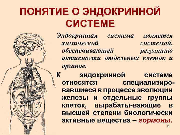 Эндокринная система это