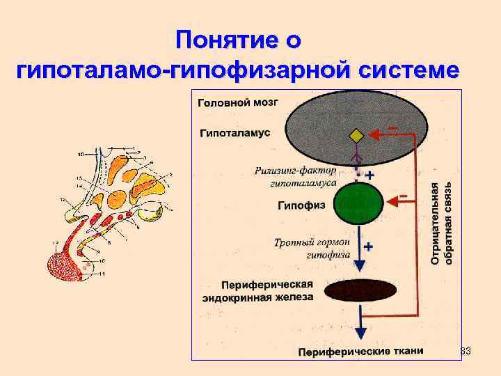 Гипоталамо гипофизарная система гормоны гипоталамуса. Гипоталамо-гипофизарная система эндокринной регуляции. Механизм обратной связи гипоталамо гипофизарной системы.