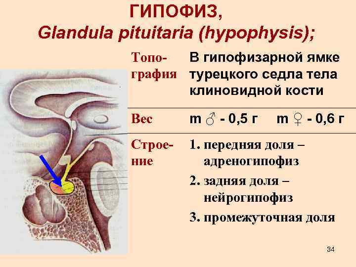 ГИПОФИЗ, Glandula pituitaria (hypophysis); Топо. В гипофизарной ямке графия турецкого седла тела клиновидной кости