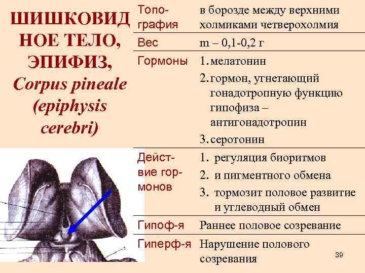 ШИШКОВИД НОЕ ТЕЛО, ЭПИФИЗ, Corpus pineale (epiphysis cerebri) Топо графия в борозде между верхними