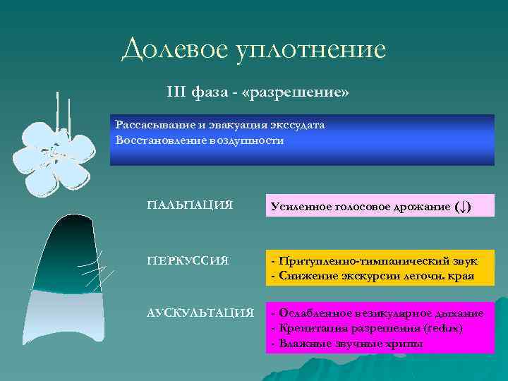 Долевое уплотнение III фаза - «разрешение» Рассасывание и эвакуация экссудата Восстановление воздушности ПАЛЬПАЦИЯ Усиленное