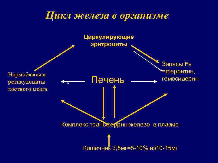 Цикл железа в организме Циркулирующие эритроциты Нормобласы и ретикулоциты костного мозга Печень Запасы Fe