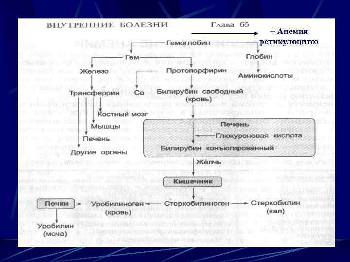 + Анемия + ретикулоцитоз 