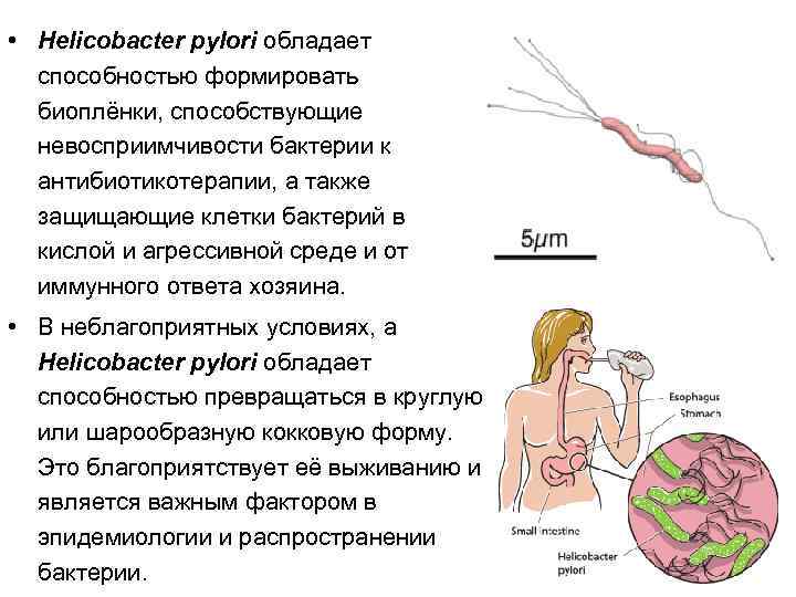  • Helicobacter pylori обладает способностью формировать биоплёнки, способствующие невосприимчивости бактерии к антибиотикотерапии, а