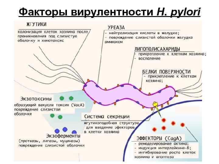 Факторы вирулентности H. pylori 