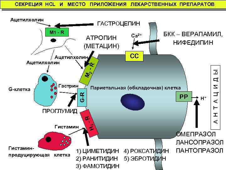  СЕКРЕЦИЯ HCL И МЕСТО ПРИЛОЖЕНИЯ ЛЕКАРСТВЕННЫХ ПРЕПАРАТОВ Ацетилхолин ГАСТРОЦЕПИН АТРОПИН (МЕТАЦИН) Са 2+