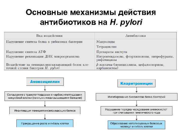 Основные механизмы действия антибиотиков на H. pylori 