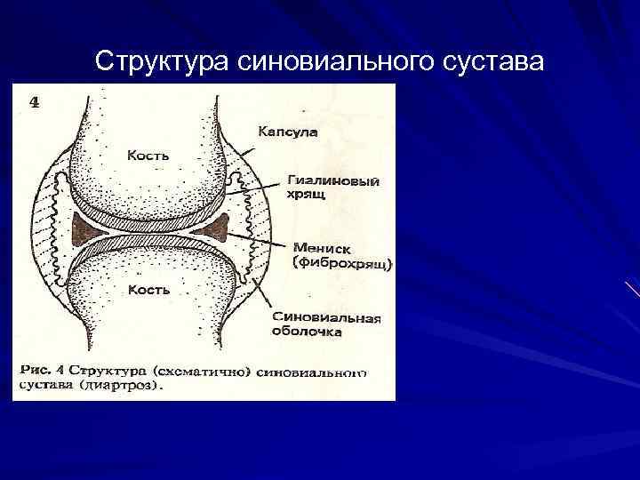 Структура синовиального сустава 