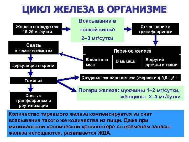 ЦИКЛ ЖЕЛЕЗА В ОРГАНИЗМЕ Всасывание в Железо в продуктах 15 -20 мг/сутки Связывание с