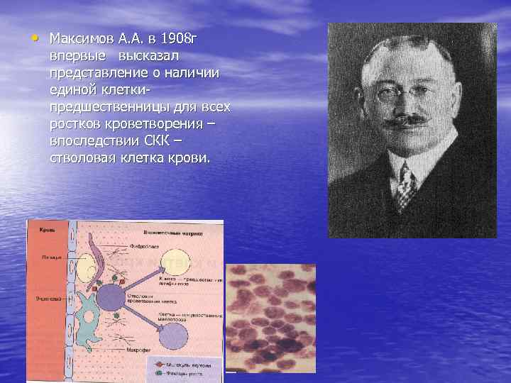  • Максимов А. А. в 1908 г впервые высказал представление о наличии единой