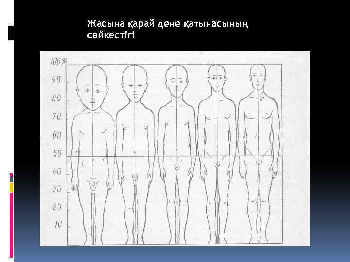 Жасына қарай дене қатынасының сәйкестігі 