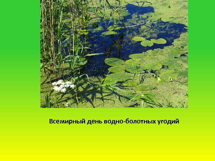 Всемирный день водно-болотных угодий 