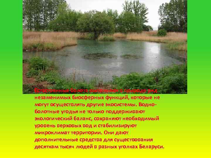 Естественные болота выполняют в природе ряд незаменимых биосферных функций, которые не могут осуществлять другие