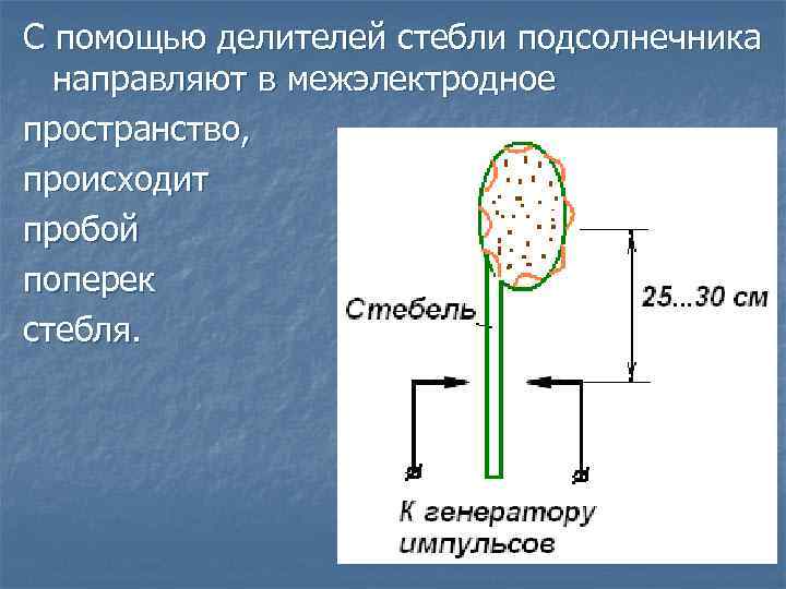С помощью делителей стебли подсолнечника направляют в межэлектродное пространство, происходит пробой поперек стебля. 