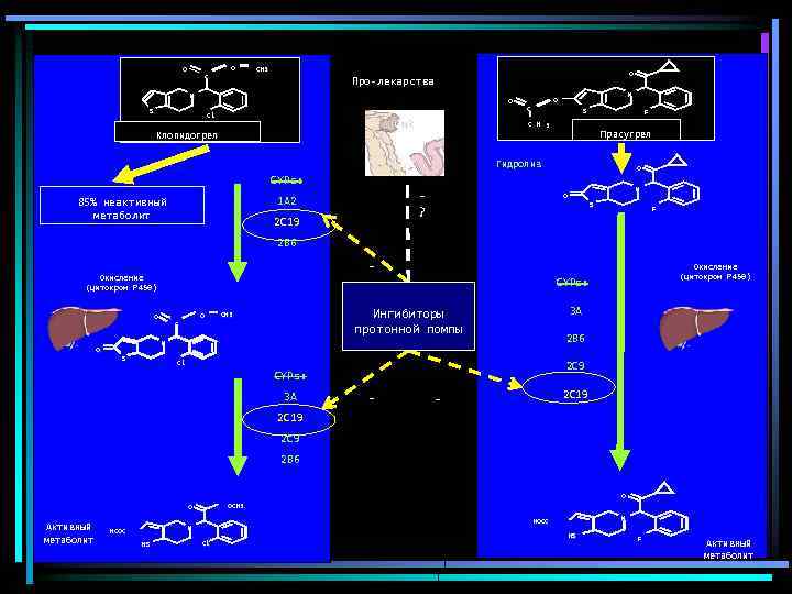 O C O CH 3 O Про-лекарства N O S Cl Gut Клопидогрел N