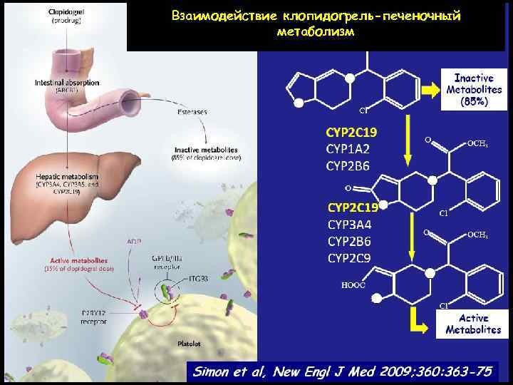 Взаимодействие клопидогрель-печеночный метаболизм 