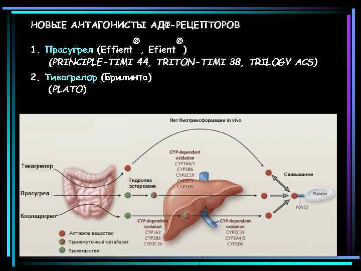 НОВЫЕ АНТАГОНИСТЫ АДФ-РЕЦЕПТОРОВ ® ® 1. Прасугрел (Effient , Efient ) (PRINCIPLE-TIMI 44, TRITON-TIMI