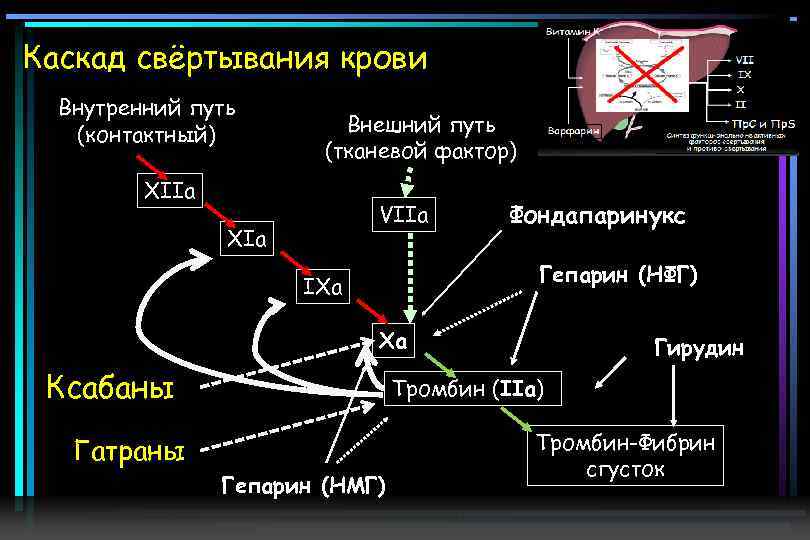 Пути свертывания крови схема