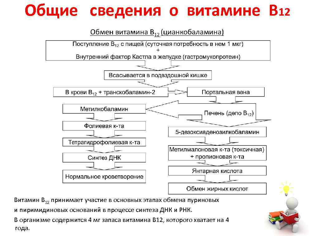 Технологическая схема получения витамина в2