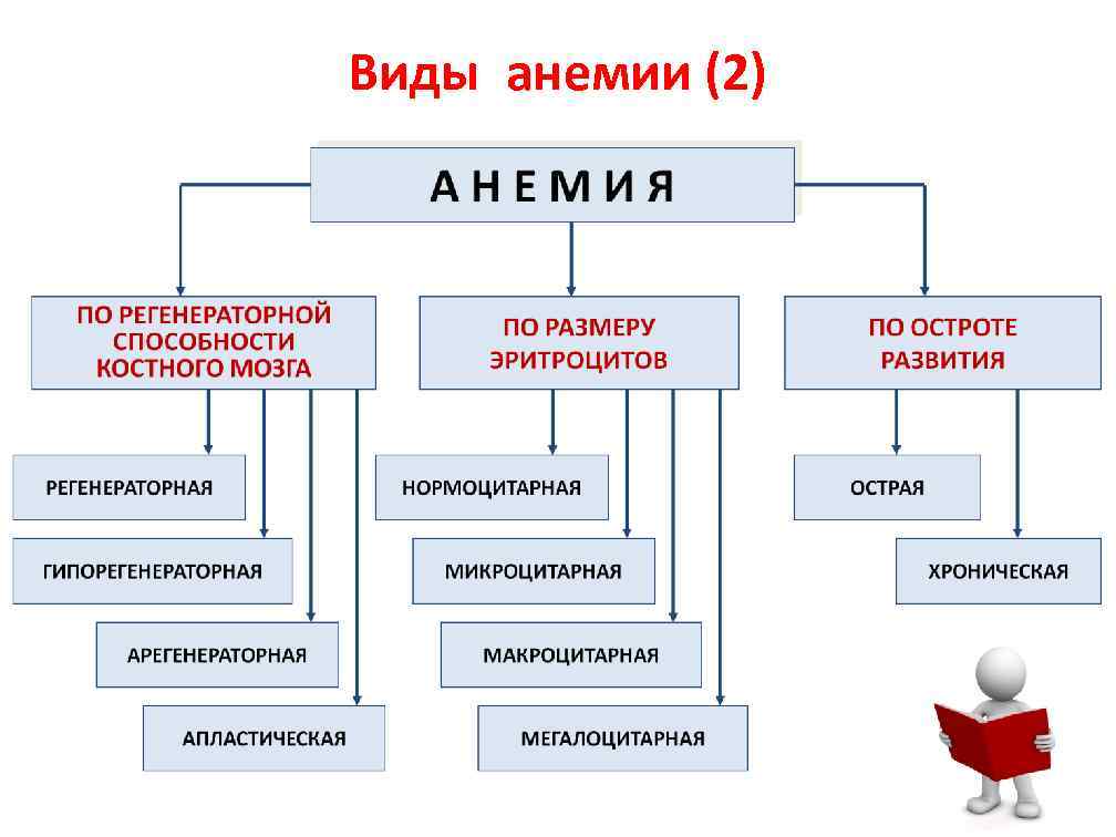 Анемия виды. Типы анемии. Три основных вида анемий. Виды малокровия.