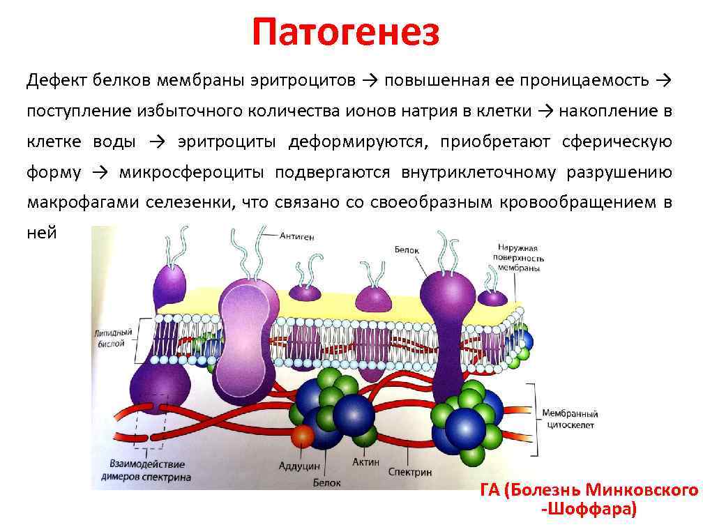 Какой белок в эритроцитах