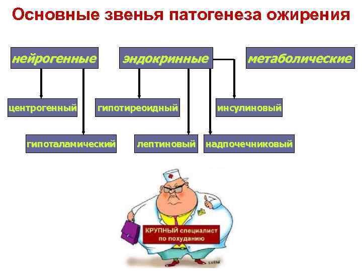 Основные звенья патогенеза ожирения нейрогенные центрогенный эндокринные гипотиреоидный гипоталамический лептиновый метаболические инсулиновый надпочечниковый 