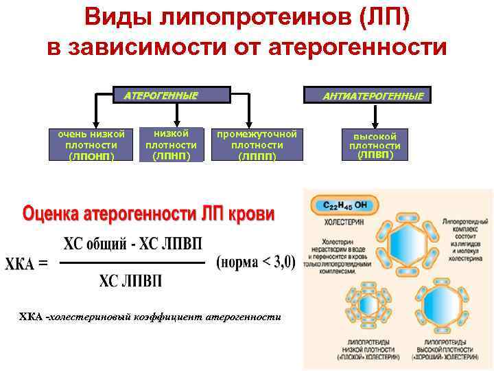 Что такое атерогенность в биохимическом анализе