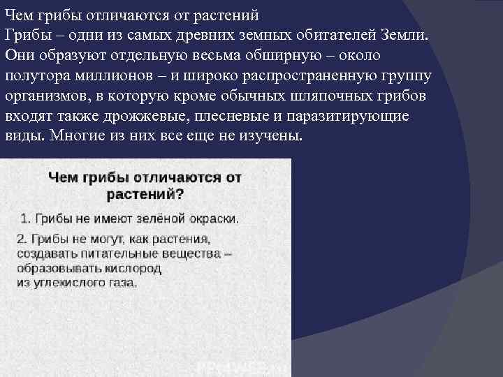 Чем грибы отличаются от растений Грибы – одни из самых древних земных обитателей Земли.