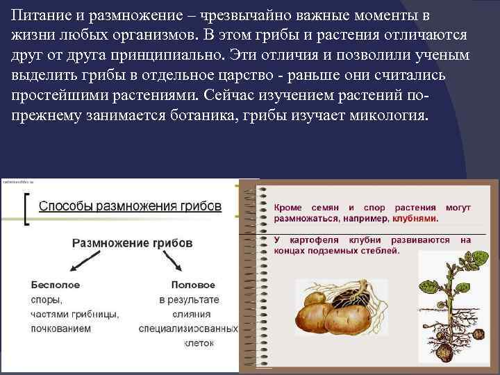 Питание и размножение – чрезвычайно важные моменты в жизни любых организмов. В этом грибы