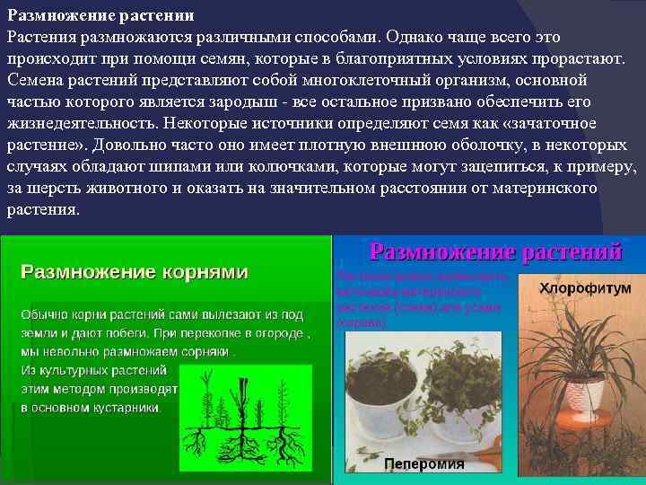 Размножение растении Растения размножаются различными способами. Однако чаще всего это происходит при помощи семян,