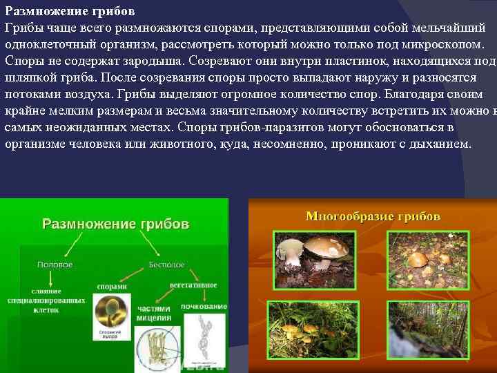 Размножение грибов Грибы чаще всего размножаются спорами, представляющими собой мельчайший одноклеточный организм, рассмотреть который