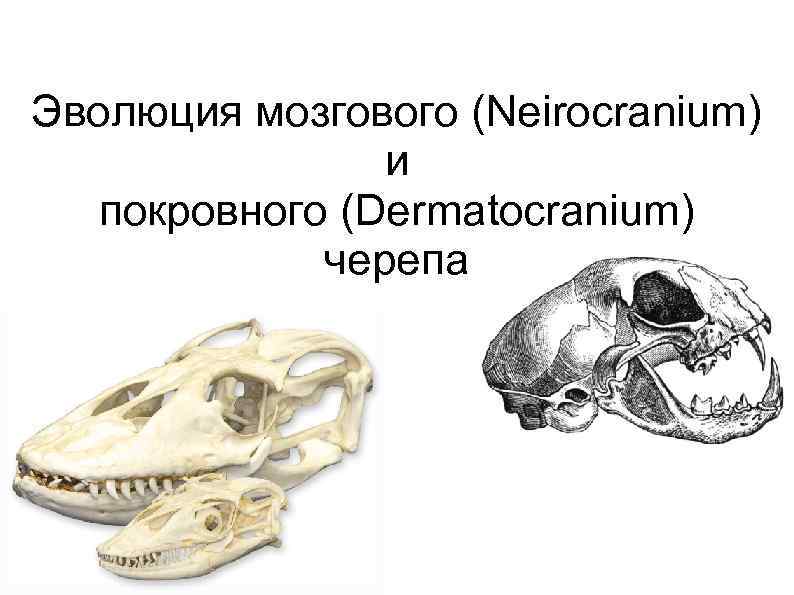 Эволюция мозгового (Neirocranium) и покровного (Dermatocranium) черепа 