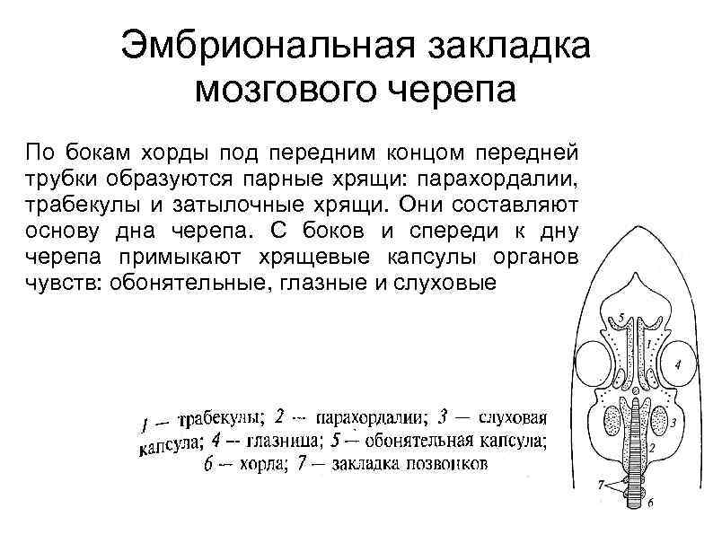 Эмбриональная закладка мозгового черепа По бокам хорды под передним концом передней трубки образуются парные