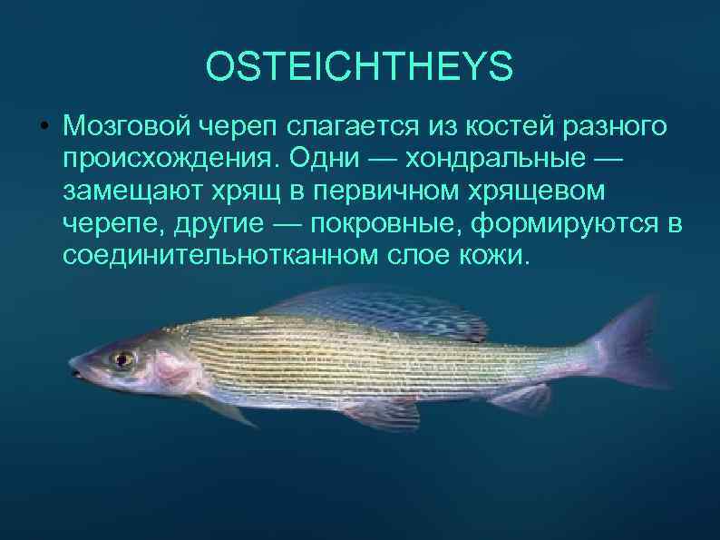 OSTEICHTHEYS • Мозговой череп слагается из костей разного происхождения. Одни — хондральные — замещают