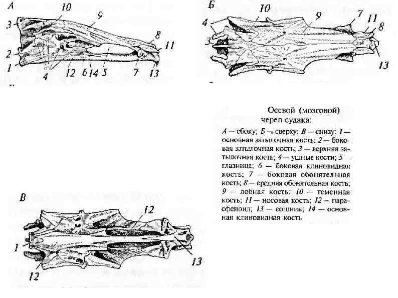 Висцеральный скелет. Осевой мозговой череп судака. Череп судака вид сбоку. Череп судака строение. Осевой (мозговой) череп судака. А – сбоку; б – сверху; в – снизу.