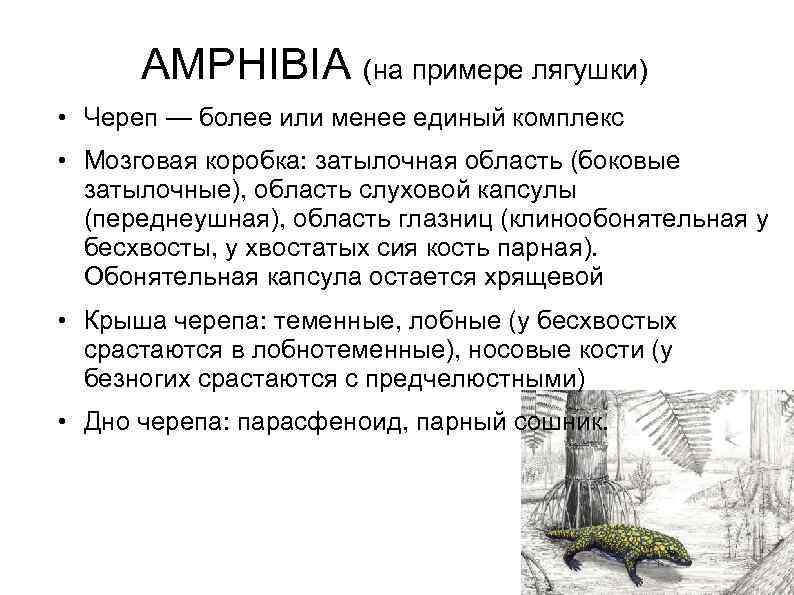 AMPHIBIA (на примере лягушки) • Череп — более или менее единый комплекс • Мозговая