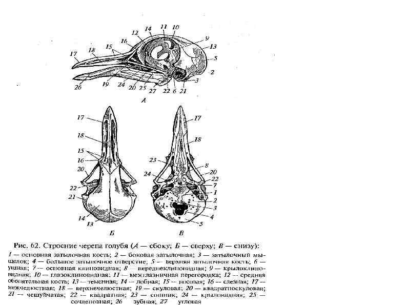 Функции черепа у птиц