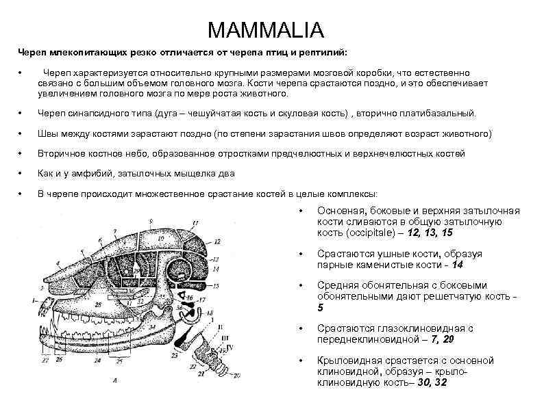 MAMMALIA Череп млекопитающих резко отличается от черепа птиц и рептилий: • Череп характеризуется относительно